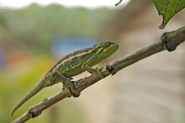 Chameleon on a Branch — Stock Photo, Image
