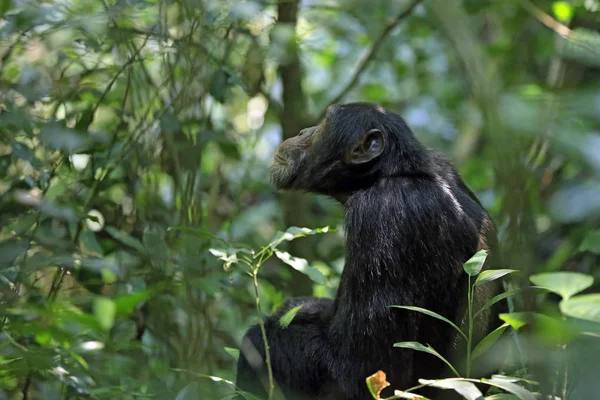 共通のチンパンジーに茂みの中 — ストック写真