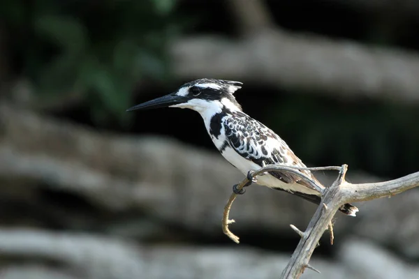 Pied Kingfisher on a Branch — Stock Photo, Image