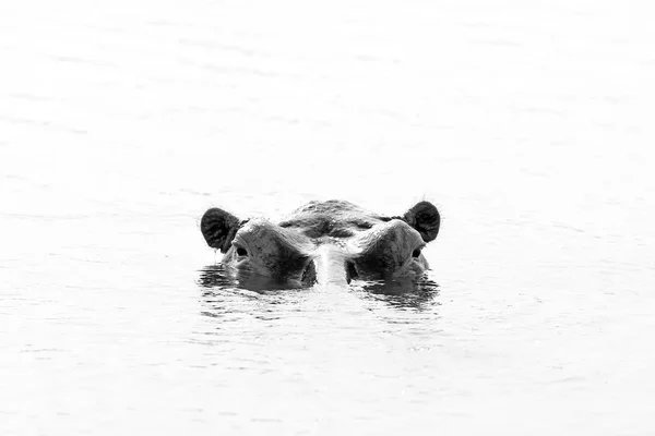 Hippo Looking up from the Water (Black and White) — Stock Photo, Image