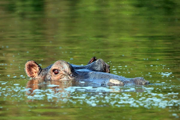 Бегемот, выглядывающий из воды — стоковое фото
