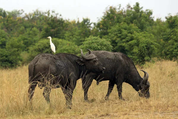 African Buffalos in Queen Elisabeth National Park — Stock Photo, Image
