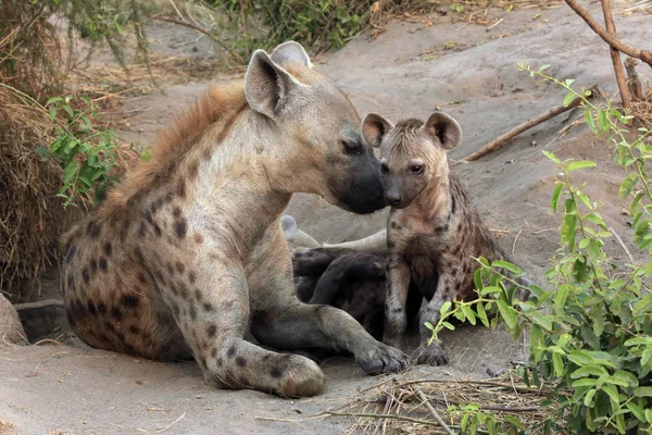 Spotted Hyena with Cubs — Stock Photo, Image