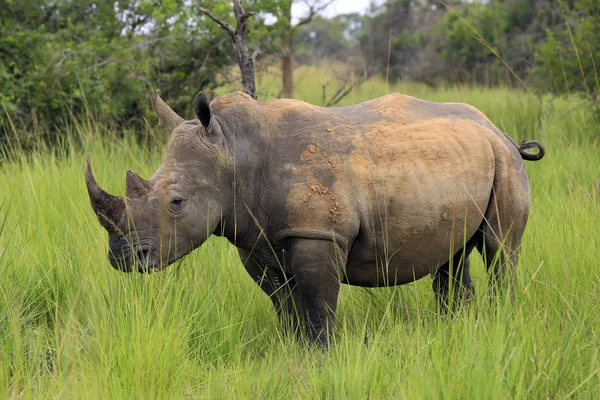 Rinoceronte branco em Uganda — Fotografia de Stock