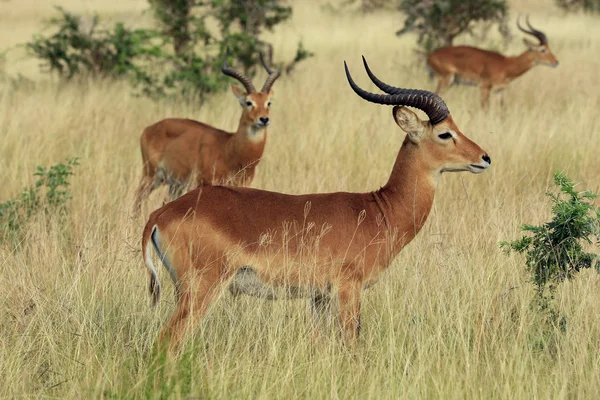 Ugandan Kobs in Grass — Stock Photo, Image