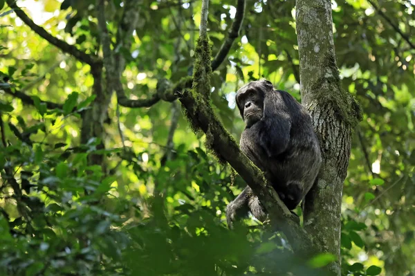 黑猩猩在树中. — 图库照片
