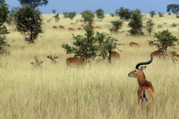 Ugandese Kobs su Savanna — Foto Stock