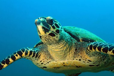 Hawksbill kaplumbağa yaklaşıyor