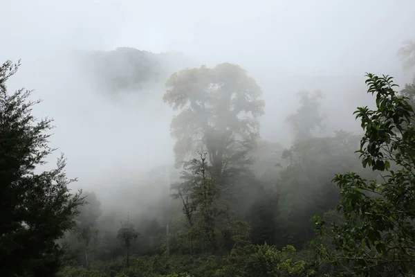 Boquete의 구름 숲 — 스톡 사진