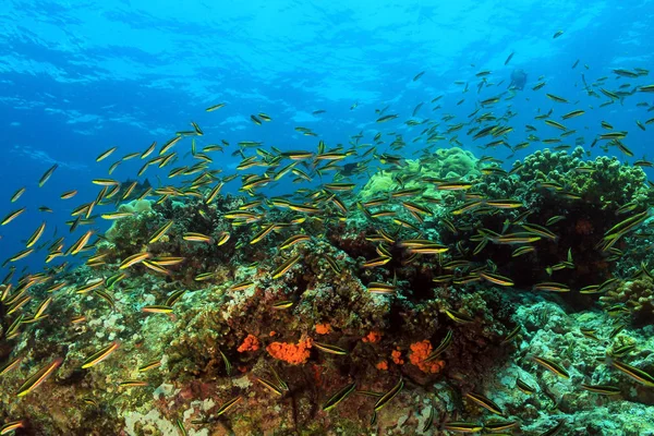 Vita della barriera corallina — Foto Stock