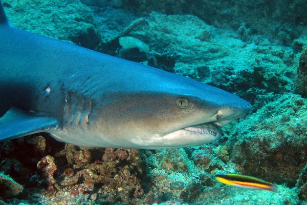 Squalo della barriera corallina — Foto Stock