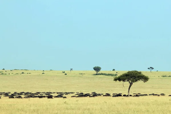 Manada de búfalos na savana — Fotografia de Stock