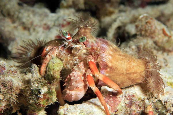 Anemone Hermit Crab — Stock Photo, Image