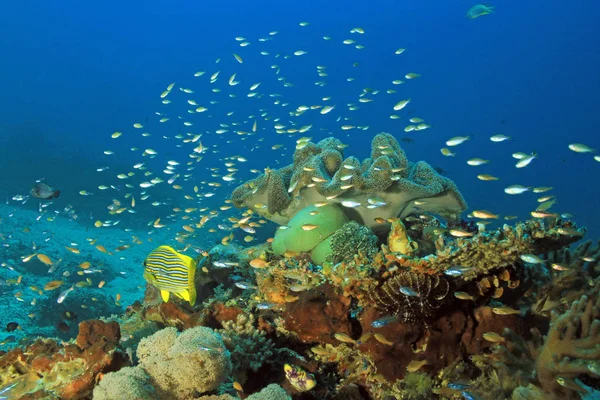 Leben im Korallenriff — Stockfoto