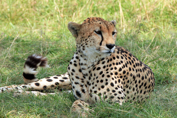 Cheetah Lying in the Grass