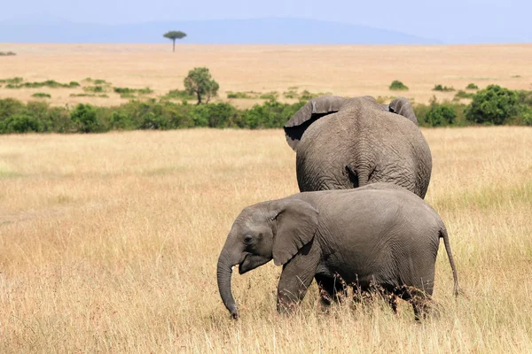 Слоны на Саванне — стоковое фото