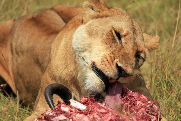 Leão se alimentando de um gnu — Fotografia de Stock