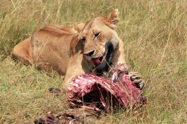 Löwe ernährt sich von Gnu — Stockfoto