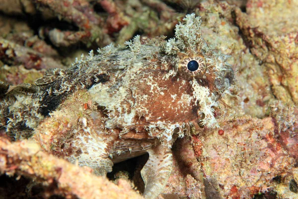 Banded Toadfish, Raja Ampat — Zdjęcie stockowe