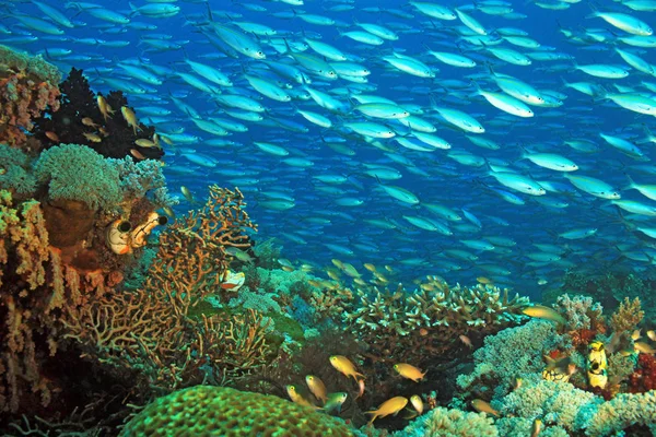 Mercan resifi yaşam — Stok fotoğraf