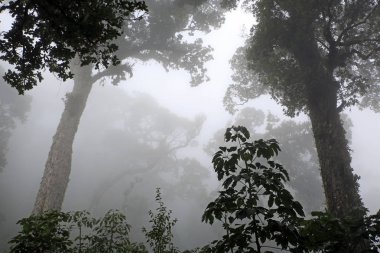 Boquete bulut ormanı