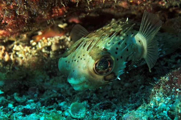 Dlouhý hřbet porcupinefish — Stock fotografie