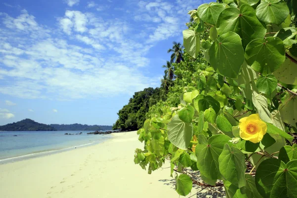 Playa Tropical Coiba — Foto de Stock