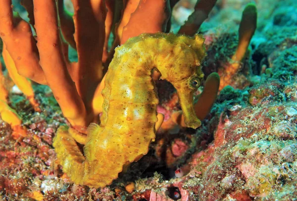 Cavalluccio marino del Pacifico giallo — Foto Stock