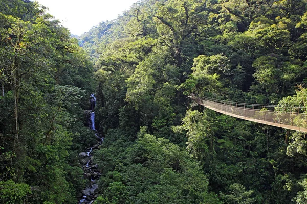 Canopy Tree Trek — Foto de Stock