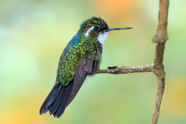 Gola bianca Montagna-gemma — Foto Stock