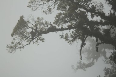 Mahsur ağaç dalları, bulut orman Boquete