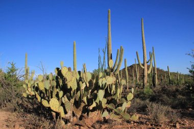 Saguaro Ulusal Parkı