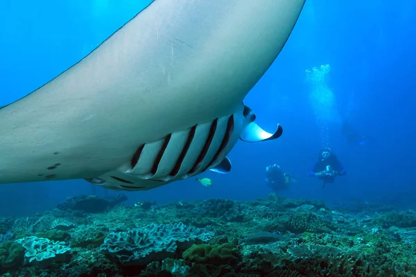 Manta Ray és búvárok — Stock Fotó