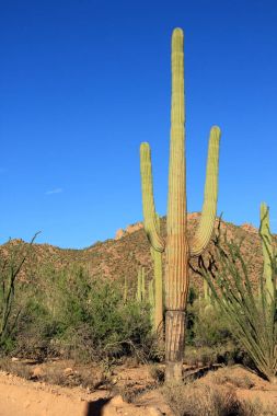 Saguaro kaktüs, Arizona