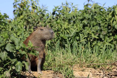 Capibara Nehri kıyısında