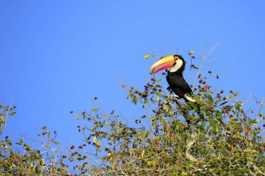Bir ağaç top Toucan