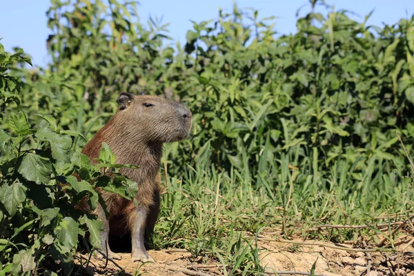 Capibara Nehri kıyısında