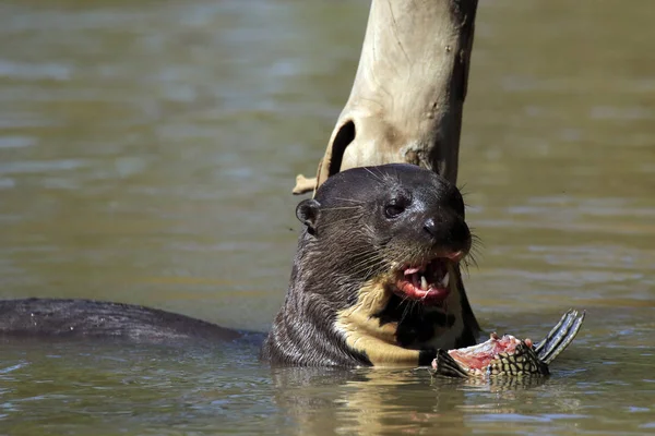 Giant Otter Feeding — Stock Photo, Image