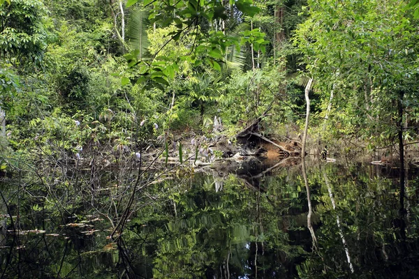 Amazon Rainforest charakter — Zdjęcie stockowe