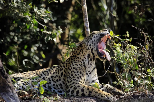 Jaguar gähnt mit weit geöffnetem Maul — Stockfoto