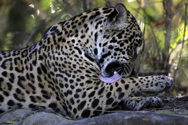 Jaguar Lambendo sua perna — Fotografia de Stock