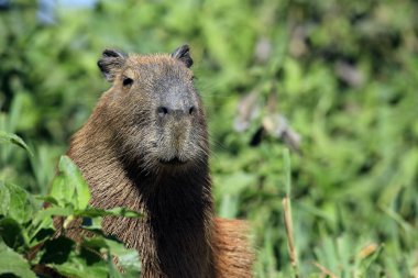 Capibara kapat
