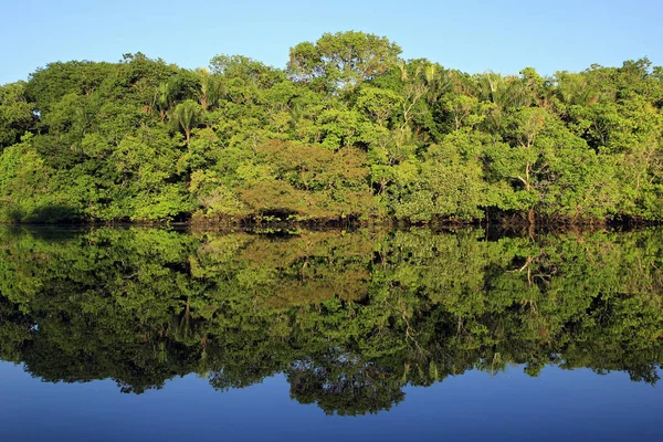 Amazon Rainforest widok — Zdjęcie stockowe