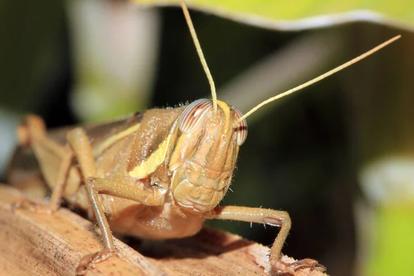 Grilo Close-up — Fotografia de Stock