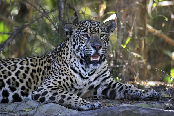 Jaguar Resting on River Bank — Stock Photo, Image