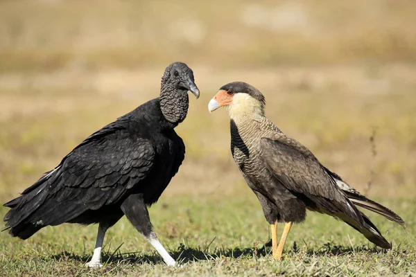 Abutre Negro e Caracara do Sul — Fotografia de Stock