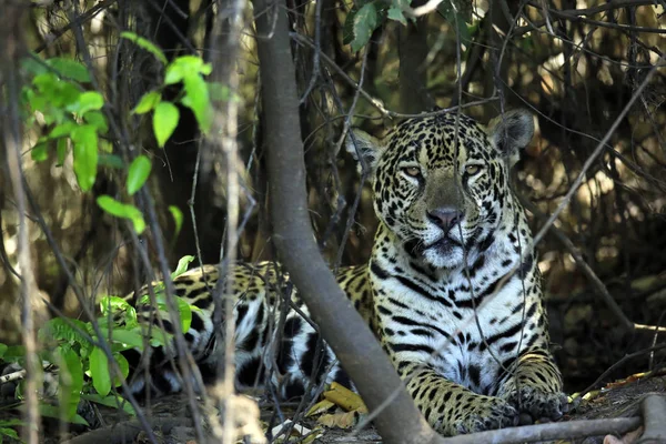 Jaguar, odpoczynek, Pantanal — Zdjęcie stockowe