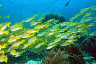Okul Snappers