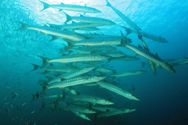 School of Barracudas — Stock Photo, Image