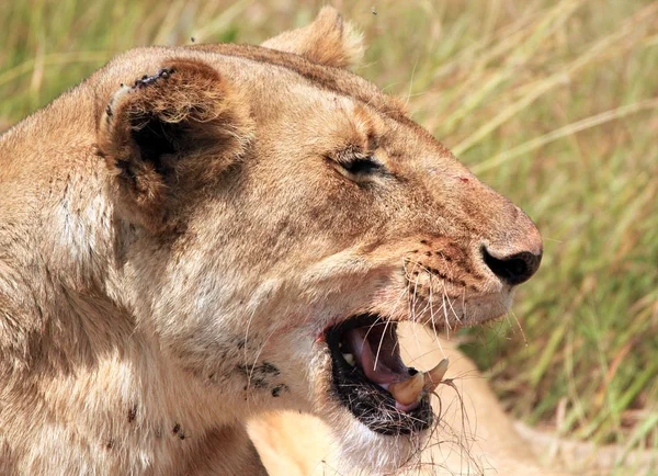Dişi aslan yakın çekim — Stok fotoğraf